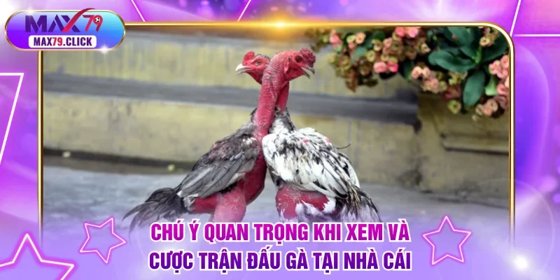 Chú ý quan trọng khi xem và cược trận đấu gà tại nhà cái
